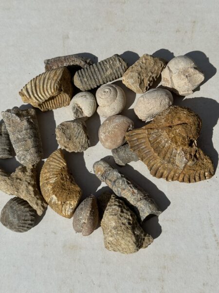 Fossil Mix
